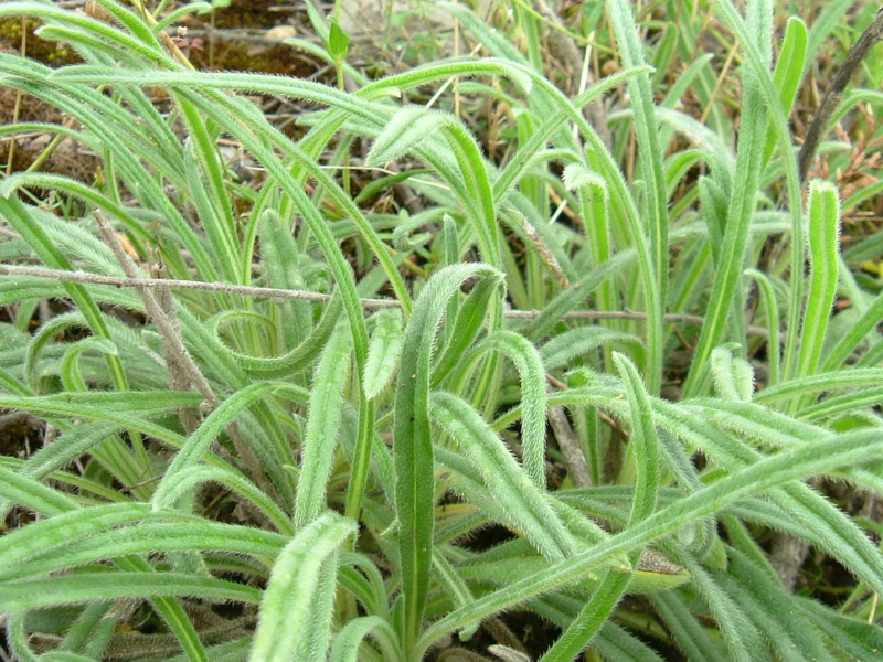 Onosma helvetica / Viperina elvetica